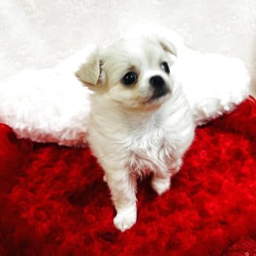 チワワ(ロング)【千葉県・女の子・2025年9月13日・ホワイト&クリーム】の写真「甘えん坊のましろちゃん❤️」