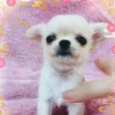 チワワ(ロング)【千葉県・女の子・2024年11月15日・クリーム】の写真1「小さめの子です🍓」