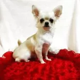 チワワ(ロング)