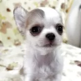 チワワ(ロング)