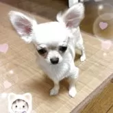 チワワ(ロング)【千葉県・女の子・2025年3月21日・クリーム】の写真2