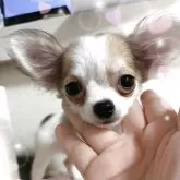 チワワ(ロング)【千葉県・女の子・2025年5月11日・ホワイト&レッド】の写真2「ベビーから成犬の毛に変わる時期です!」