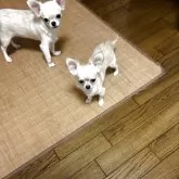 チワワ(ロング)【千葉県・女の子・2025年3月21日・クリーム】の写真4