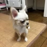 チワワ(ロング)【千葉県・女の子・2025年3月21日・クリーム】の写真5