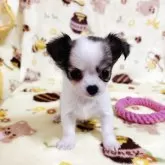 チワワ(ロング)【千葉県・女の子・2025年5月11日・ホワイト&レッド】の写真5