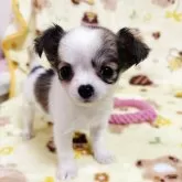 チワワ(ロング)【千葉県・女の子・2025年5月11日・ホワイト&レッド】の写真6