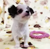 チワワ(ロング)【千葉県・女の子・2025年5月11日・ホワイト&レッド】の写真7