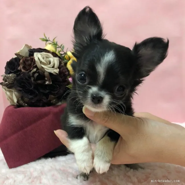 ID:2103-02417の子犬