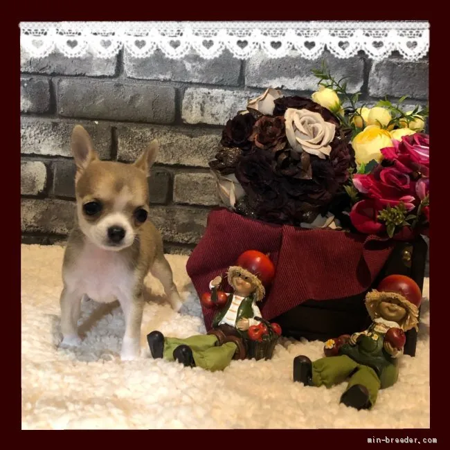ID:2010-00554の子犬