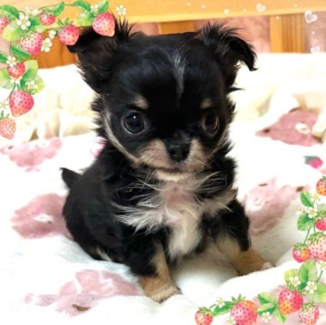 チワワ(ロング)【千葉県・男の子・2024年1月20日・ブラックタン&ホワイト】の写真「🌸可愛いプリンス🌸」