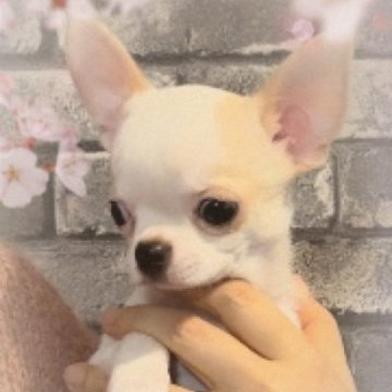 チワワ(スムース)【千葉県・男の子・2023年11月10日・ホワイト&クリーム】の写真「♥️ムチムチで超可愛いです♥️元気いっぱい❣️」