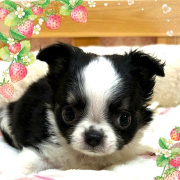 チワワ(ロング)【千葉県・女の子・2024年3月4日・ブラックタン&ホワイト】の写真「❤️可愛さ抜群のベビーフェイス❤️」