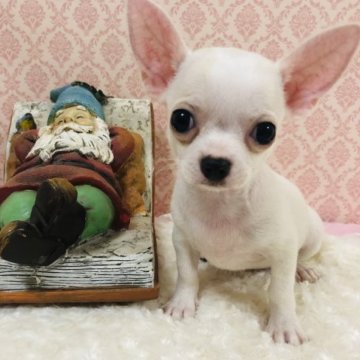 チワワ(スムース)【千葉県・女の子・2023年7月7日・ホワイト&クリーム】の写真「🎃人気カラーの可愛いレディ🎃」