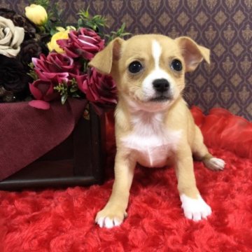 チワワ(スムース)【千葉県・女の子・2023年9月5日・フォーン&ホワイト】の写真「🧸ほんわか雰囲気🧸見学予約お早めに‼️」