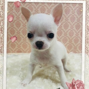 チワワ(スムース)【千葉県・女の子・2023年11月10日・ホワイト&クリーム】の写真「♥️実物とっても可愛いホワイトです♥️お引渡し可能」