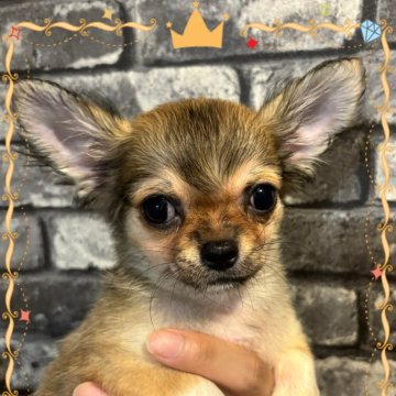 チワワ(ロング)【千葉県・男の子・2024年2月16日・レッド&ホワイト】の写真「🎀温厚で仕草の可愛い男の子🎀カラー変化中です！」