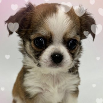 チワワ(ロング)【千葉県・男の子・2023年12月7日・レッド&ホワイト】の写真「❤️ムチムチでとにかく可愛プリンス❤️」