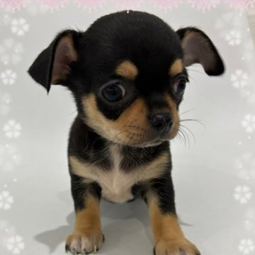 チワワ(スムース)【千葉県・女の子・2024年2月11日・ブラックタン】の写真「🌸とっても可愛い元気な女の子🌸」