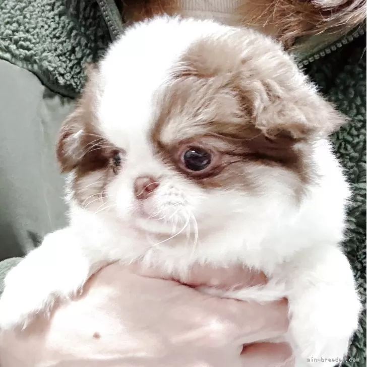 ID:2504-00726の子犬