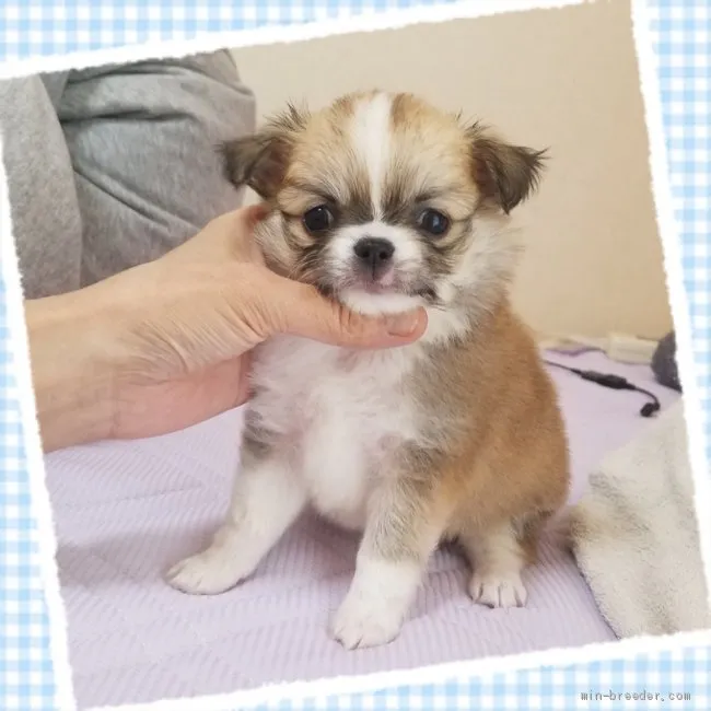 ID：2105-03231の子犬