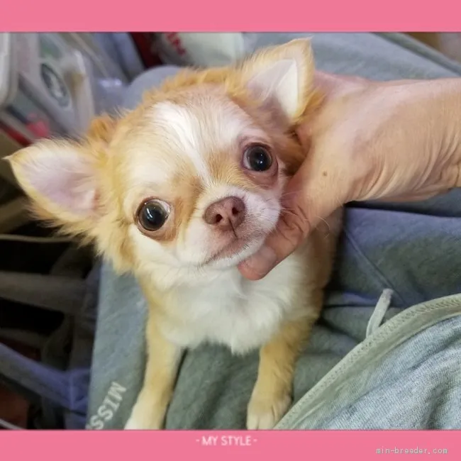 ID：2004-03533の子犬