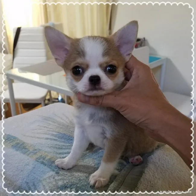 ID：1807-02334の子犬