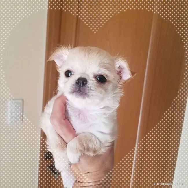ID：2008-00004の子犬
