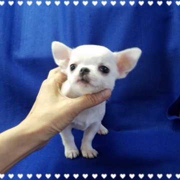チワワ(スムース)【茨城県・男の子・2019年2月17日・ホワイト&クリーム】の写真「しっかりサイズ」