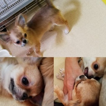 チワワ(ロング)【茨城県・男の子・2018年3月30日・レッド】の写真「性格良いです」