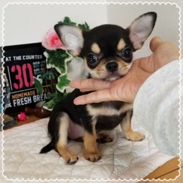 チワワ(スムース)【茨城県・女の子・2018年7月22日・ブラックタン】の写真「愛嬌抜群です」