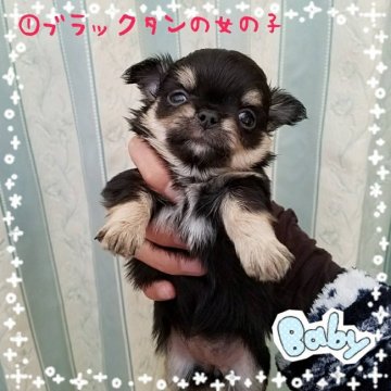 チワワ(ロング)【茨城県・女の子・2017年2月15日・ブラックタン】の写真「小ぶりで可愛いです🎵」