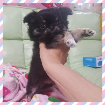 チワワ(ロング)【茨城県・男の子・2019年4月12日・ブラックタン】の写真「モコモコドワーフタイプ」
