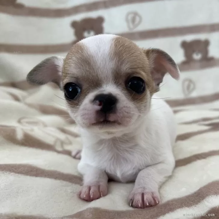 ID：2412-05582の子犬