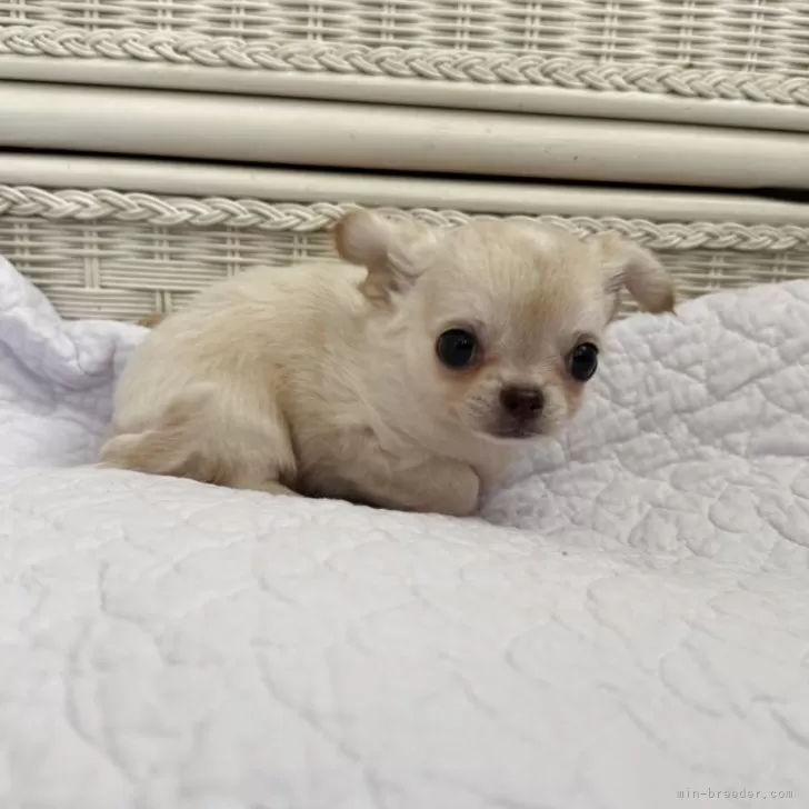ID:2507-03396の子犬