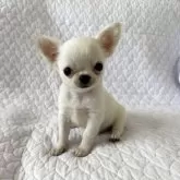 チワワ(ロング)