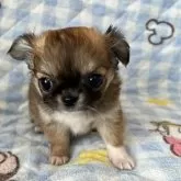 チワワ(ロング)【埼玉県・男の子・2024年11月25日・レッド&ホワイト】の写真1「女の子みたいな男の子」