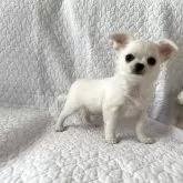 チワワ(ロング)