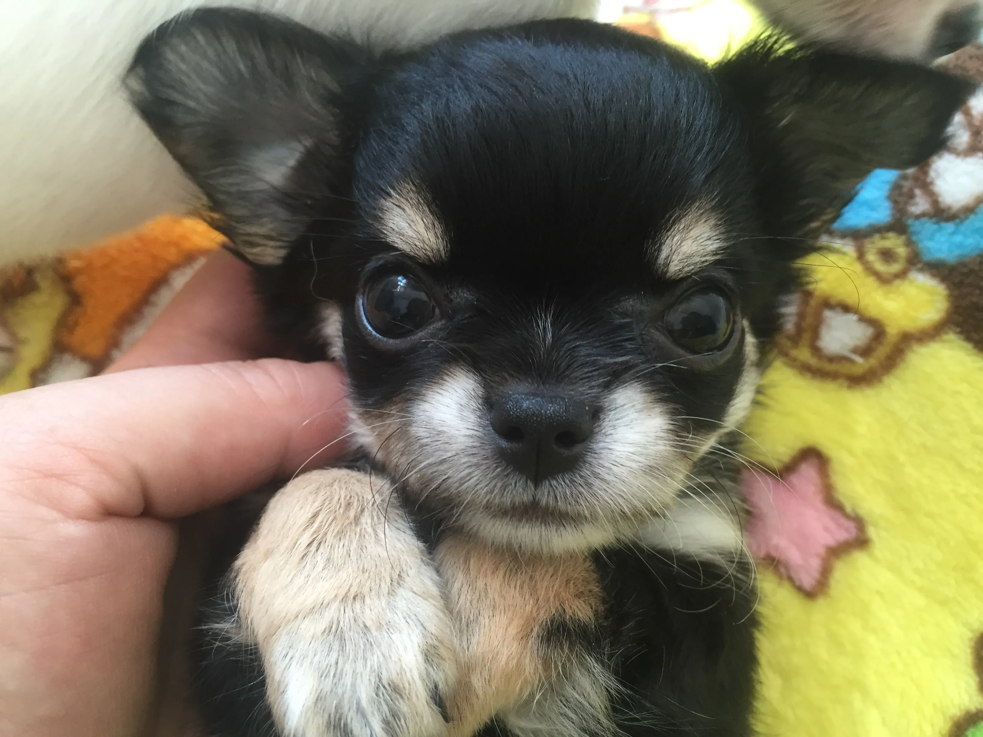 ID:1608-02118の子犬