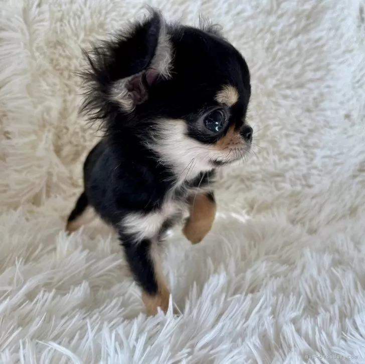 ID:2411-00281の子犬