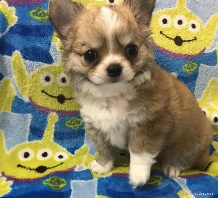 ID:1709-01098の子犬