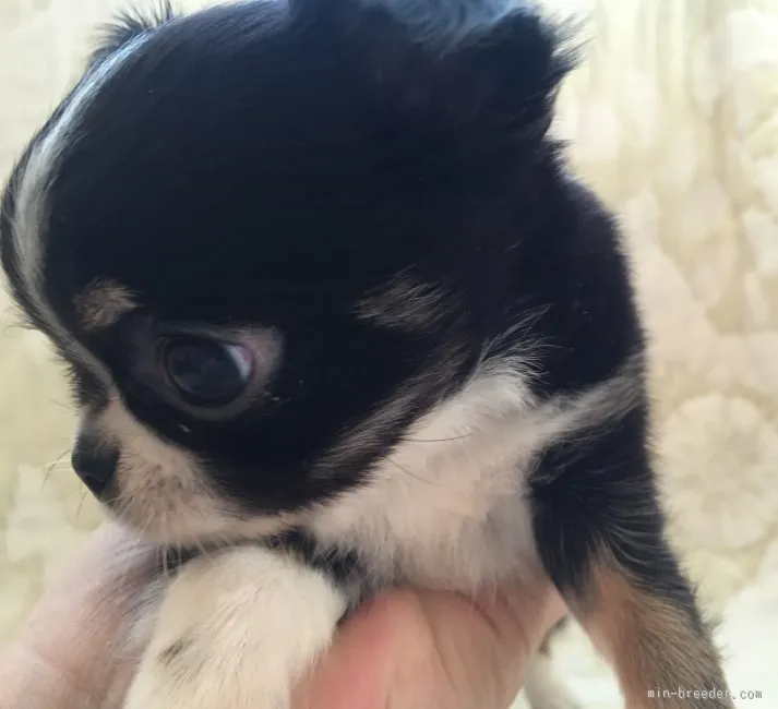 ID：1602-00543の子犬