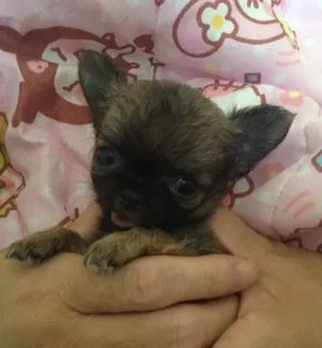 チワワ(ロング)【埼玉県・男の子・2014年7月8日・セーブル&ホワイト】の写真3