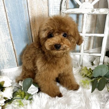 トイプードル(トイ)【広島県・女の子・2025年6月6日・レッド】の写真「落ち着いた可愛い女の子💞」