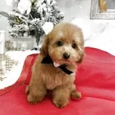 タイニープードル