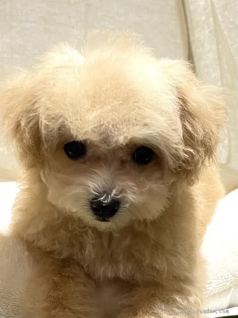 ID:2104-03226の子犬