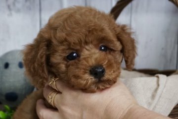トイプードル(タイニー)【広島県・男の子・2020年5月19日・レッド】の写真「甘えん坊の男の子💕」