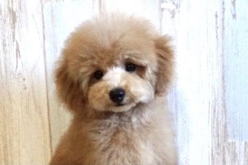 トイプードル(タイニー)【広島県・男の子・2020年8月22日・アプリコット】の写真「優しいお顔の男の子です。」