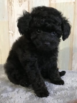 トイプードル(タイニー)【広島県・男の子・2019年11月19日・ブラック】の写真「とても甘えん坊な男の子です。」