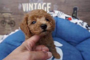 トイプードル(タイニー)【広島県・女の子・2018年8月10日・レッド】の写真「❤︎小ぶりの可愛い女の子❤︎」