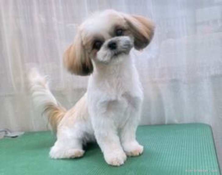【中古】 ダメな犬はいない/講談社/バーバラ・ウッドハウス Amazon.co.jp: ダメな犬はいない : バーバラ ウッドハウス, 相原